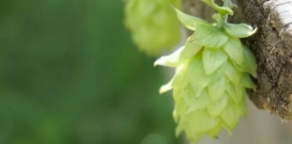 Freestyle Hops Motueka