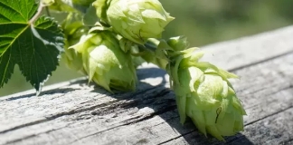 Freestyle Hops Nelson Sauvin