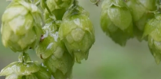 Freestyle Hops Rakau