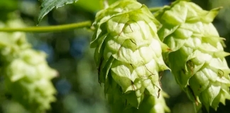 Freestyle Hops Waimea