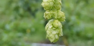 Freestyle Hops Wakatu