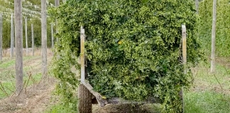 Freestyle Hops Pacifica