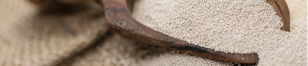 Les différentes levures permettant de faire la fermentation de la bière