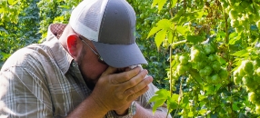 Houblon Yakima Chief Pops - Biere-Appro